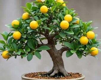 Dwarf Lemon Bonsai Tree 20 Seeds | Fruit-bearing Miniature Bonsai for Home  Garden - Etsy