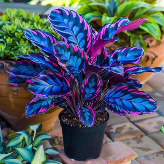 Blue & Pink Hosta Mix Seeds – Rare Shade Perennial Garden Plants Seeds
