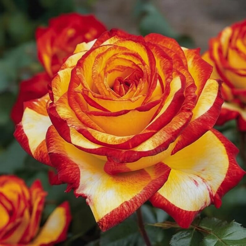 Ombre Yellow Red Roses Yellow Red Rose Seeds for Planting – Two Color Garden Rose Flowers - Etsy
