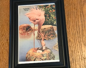 Vintage Florida Flamingo Post Card Image Framed/Vintage Souvenir Old Florida Collectible Memorabilia/ Beach House Decor//Free Shipping