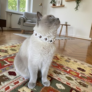 Puede incluir: Un gato gris claro con un collar blanco tejido con detalles marrones está sentado sobre una alfombra estampada colorida. El gato mira hacia arriba, con un salón en el fondo, incluyendo una ventana, un sofá y arte mural.