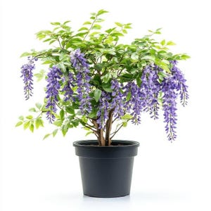 zimmerpflanzen gesunde raumluft Luftreinigende Zimmerpflanzen Mischung (x3) - Clusia, Asplenium 'Crispy  Wave', Dypsis main image 1