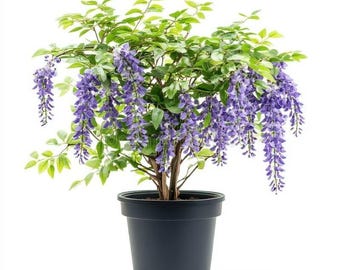 Purple Wisteria Tree Live Plant, Fragrant Cascading Blooms, Fast Growing Vine