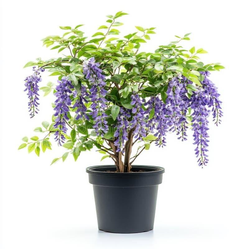 Wisteria Vine Live Plant - Etsy