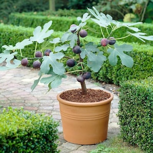 May include: A potted fig tree with large, textured green leaves and several ripe, dark purple figs. The tree is in a terracotta pot filled with mulch, set on a brick patio. The background features neatly trimmed green hedges.