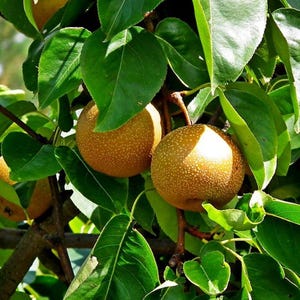 May include: Close-up of a tree branch with several ripe, round pears. The pears are a golden-brown color with small white speckles. The pears are surrounded by large, green leaves. The image is well-lit, with sunlight highlighting the fruit.