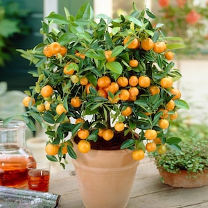 May include: A small citrus tree in a terracotta pot, laden with bright orange fruit. The tree has glossy green leaves and is surrounded by other plants and a glass pitcher with a red liquid.