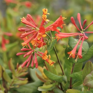 May include: Close-up of vibrant orange and red honeysuckle flowers with yellow stamens, set against a backdrop of green leaves. The flowers have a trumpet-like shape and are clustered together, creating a visually appealing display.