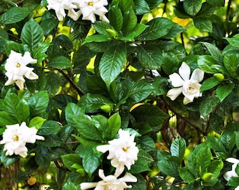 Frostproof Gardenia Live Plant, 1 Gallon Pot