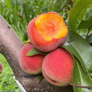 May include: Close-up of ripe peaches on a tree branch. The peaches are a mix of red and yellow, with one partially eaten, revealing the juicy interior. Green leaves surround the fruit, and the bark of the tree is visible.
