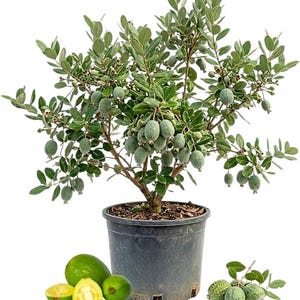 May include: A feijoa tree in a black pot, laden with green, oval-shaped fruits. The tree has green leaves and a brown trunk. Several whole and sliced feijoa fruits are arranged at the base of the pot, showcasing the fruit's green and yellow flesh.