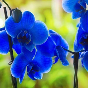 May include: Close-up of vibrant blue orchid flowers with multiple petals. The flowers are in full bloom, showcasing their intricate details. The background is a soft green and yellow, creating a contrast with the blue flowers. The image highlights the beauty of nature.