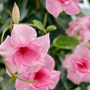 May include: Close-up of vibrant pink flowers with multiple layers of petals. The flowers are in full bloom, with a few buds and green leaves visible in the background. The petals have a delicate texture and a gradient of pink hues.