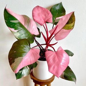 May include: A vibrant pink princess philodendron plant in a white pot. The plant features large, heart-shaped leaves with striking pink and green variegation. The plant is set on a small wooden stool, showcasing its colorful foliage.
