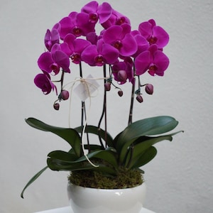 May include: A vibrant purple orchid plant in a white ceramic pot. The orchid features multiple blooms and buds, with dark green leaves and a mossy base. The plant is set against a plain white background.
