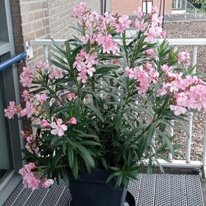 May include: A potted oleander plant with vibrant pink flowers and long, green leaves. The plant is in a black square pot, set against a white railing and a brick wall. The flowers are in full bloom.