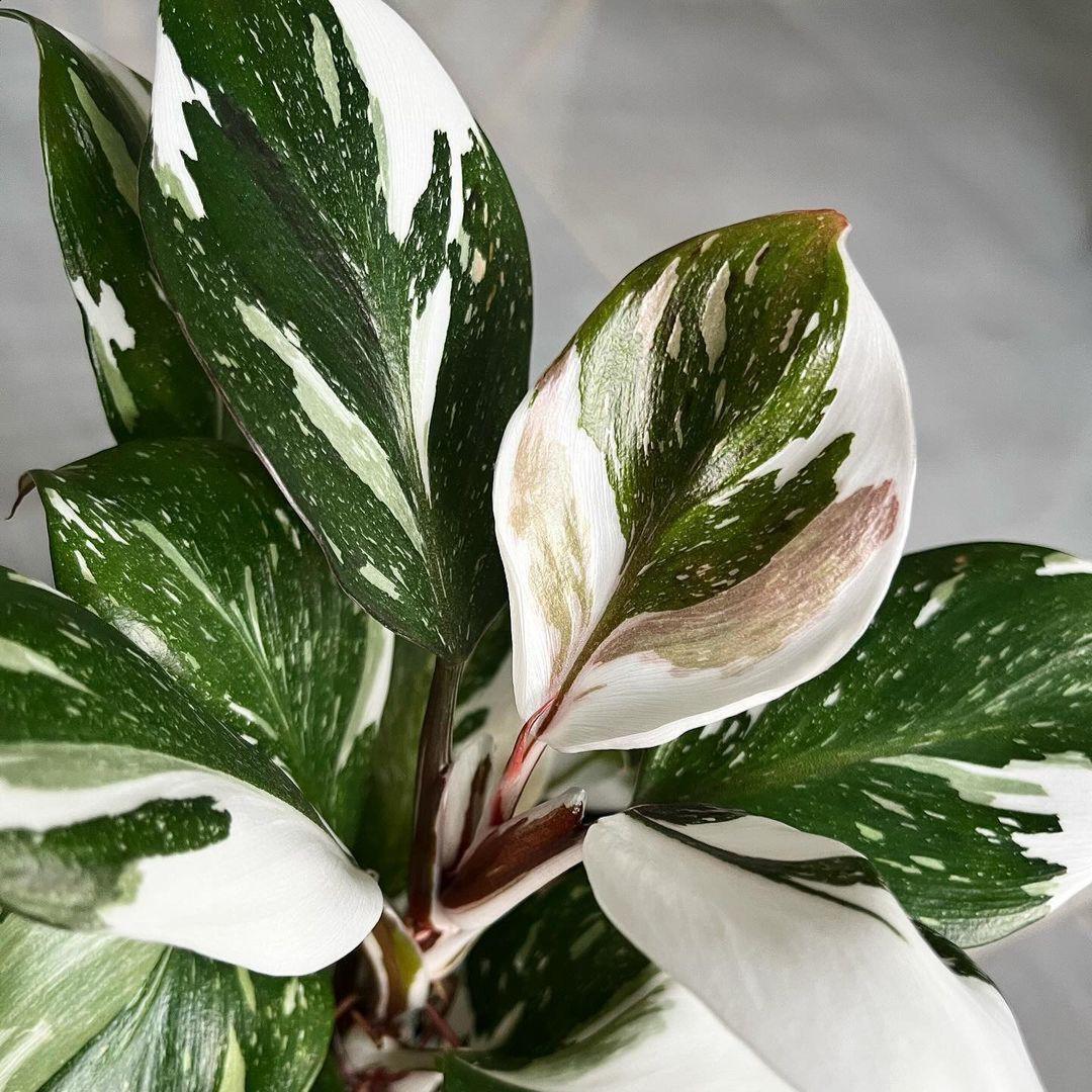 breaking up a philodendron Monstera Plant, Split Leaf Philodendron For Sale & Care Tips