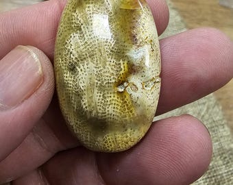 Unique and Rare Indonesian fossil Coral Cab for Stunning Jewelry Designs - Limited Stock,42x31x7mm