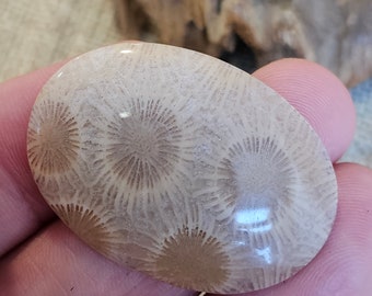 Unique and Rare Indonesian fossil Coral Cab for Stunning Jewelry Designs - Limited Stock,39x27x5mm