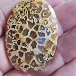 Natural Fossil Wood Cabochon – Polished Petrified Wood for Jewelry Making, Unique Patterns, Earthy Tones, Collector’s Stone,45x31x6mm