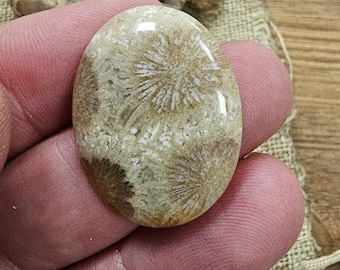 Unique and Rare Indonesian fossil Coral Cab for Stunning Jewelry Designs - Limited Stock,30x24x5mm