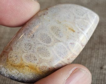 Unique and Rare Indonesian fossil Coral Cab for Stunning Jewelry Designs - Limited Stock
