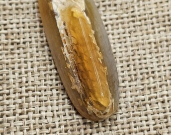 Unique and Rare Indonesian fossil Coral Cab for Stunning Jewelry Designs - Limited Stock,41x14x9mm