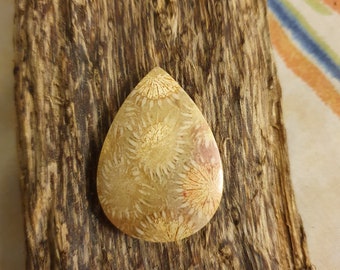 Petrified fossil coral cab,for jewelry making