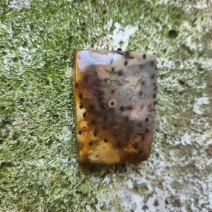 Petrified fossil palmwood freeform cabochon stone from west sumatra