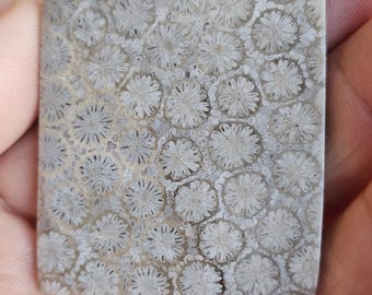 Unique and Rare Indonesian fossil Coral Cab for Stunning Jewelry Designs - Limited Stock
