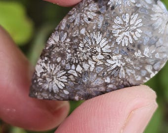 Unique and Rare Indonesian fossil Coral Cab for Stunning Jewelry Designs - Limited Stock,34x22x7mm