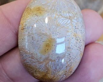 Unique and Rare Indonesian fossil Coral Cab for Stunning Jewelry Designs - Limited Stock,39x30x11mm