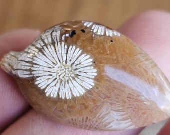 Unique and Rare Indonesian fossil Coral Cab for Stunning Jewelry Designs - Limited Stock
