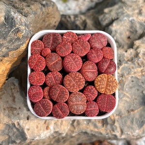 May include: A square white plastic container filled with numerous Lithops succulents, also known as living stones. The plants exhibit a variety of deep red, maroon, and orange hues with intricate, dark speckled patterns across their rounded surfaces.