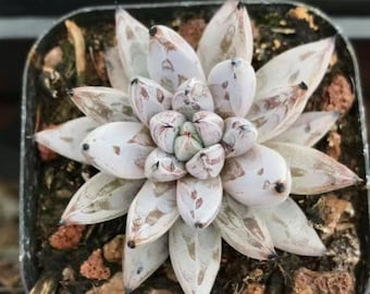 FREE Shipping |echeveria Black Monroe | NEW HYBRID | Rare