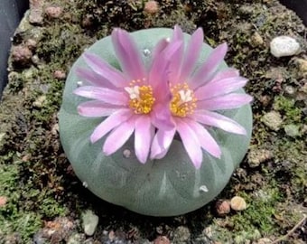 Cactus bouton de 2 po., succulente saine et vivante