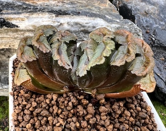 Hawertia truncata 'Lady Butterfly' - 3 '' versandte wurzelnackte, seltene lebende Sukkulente