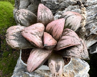 Haworthia emelyae 'Princess Kazunomiya', nota anche come Haworthia 'Michel', 7,6 cm, spedita a radice nuda, rara succulenta vivente