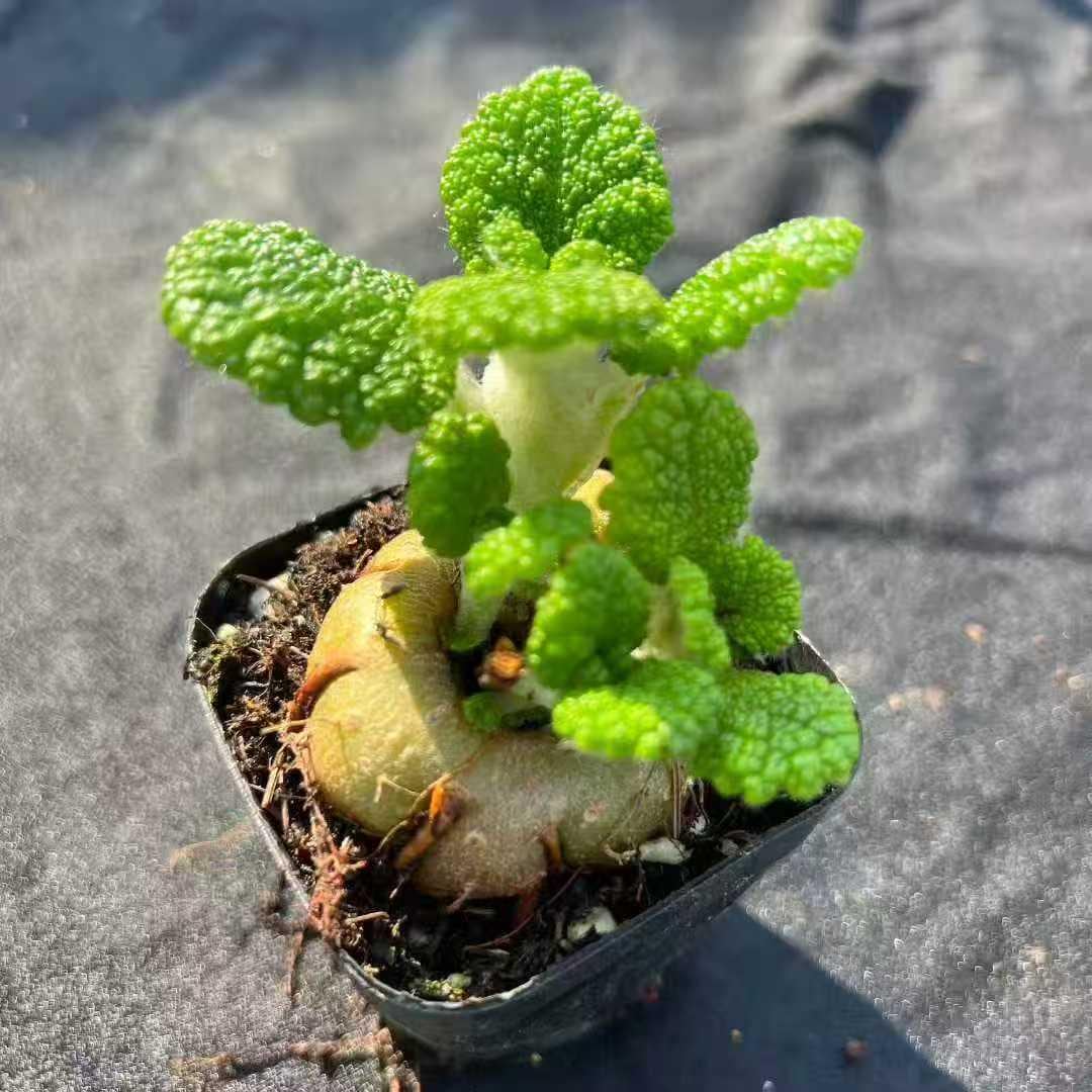 Sinningia Leucotricha (Rechsteineria) - Carnosa & Spinosa