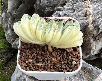 Haworthia truncata f. variegata- 3'' Shipped Bare Root, Rare Succulent