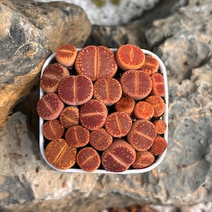 May include: A square white pot filled with a cluster of small, round Lithops succulents. The plants feature a smooth, pebble-like texture with deep reddish-brown and orange hues, marked by intricate, darker patterns and a central vertical fissure.