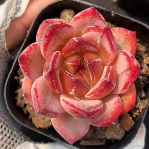 May include: A vibrant succulent plant with fleshy, petal-like leaves. The leaves transition from a soft pink to a deep red at the edges, creating a striking color gradient. The plant is potted in a small black container with a soil base.