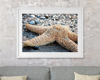 Sea Star Photography Etsy