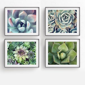 Succulent Art Print Set, Succulent Photography, Nature Photography, Succulent Photo, Southwest Desert Wall Gallery