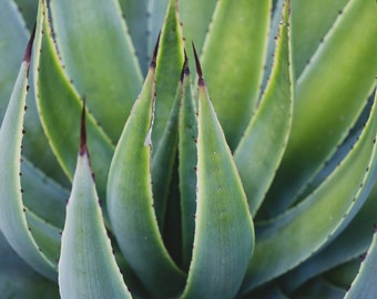 Agave Photo, Succulent Photo, Succulent Art Print, Agave Art, Green Wall Art, Botanical Print, Desert Art, Southwest Art, Abstract art