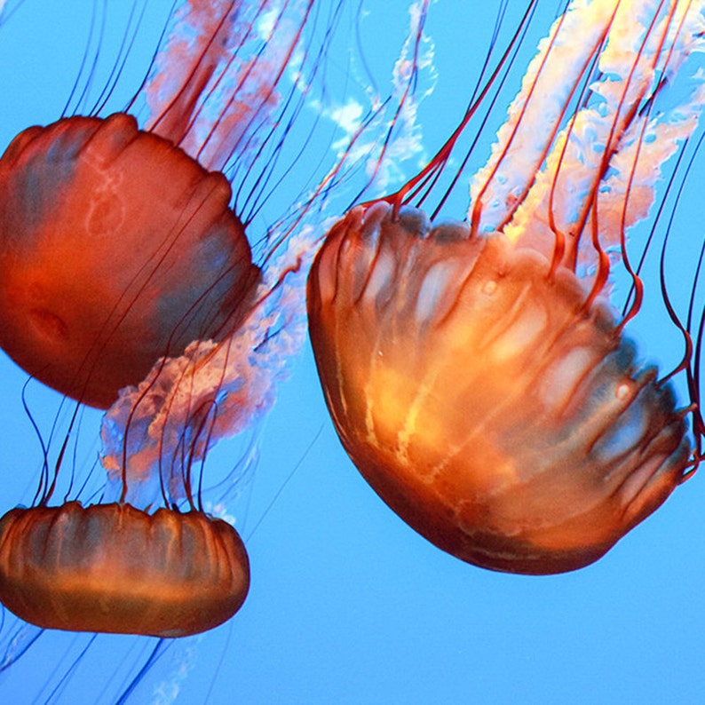 Jellyfish Fine Art Print Jellyfish Photo Jelly Fish Print Etsy