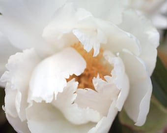 Chic Peony main image 0