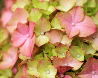 Pink Hydrangea Photo, Hydrangea Photography, Pink Flower Photography, Floral Wall Decor, Pink Flower Nursery Art, Pink Flower photography