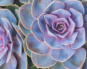 Vivid Succulent Photo, Bright Succulent Print, Succulent Photography, Large Botanical Art Wal Art, Southwest Cactus Desert Art