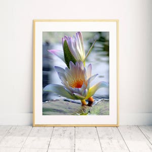 Waterlily Print, Waterlily Photo, Purple Flower Photography, Purple Floral Photo, Floral Print, Nature Photography